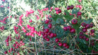 Hawthorn-Berries_w-.jpg