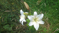 Lilly_w-.jpg
