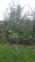 Lizzies-Tree_w-.jpg