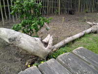 Stoats-Perch_w.jpg
