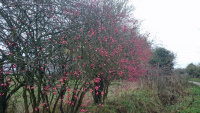 TWW-A1-Spindle-Tree-w.jpg