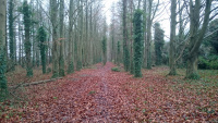 TWW-A2-Wayland-Wood-w.jpg
