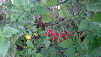 Woody-Nightshade-Berries_w-.jpg