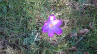 69A1-Crocus_w-.jpg