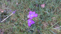 69A2-Crocuses_w-.jpg