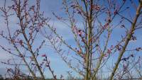 69B1-Cherry-Blossom-_w.jpg
