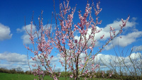 70A2-Cherry-Blossom-in-Bloom-_w.jpg
