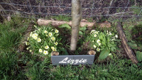 70B1-Primroses-_w.jpg