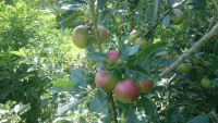 76A2-w.jpg