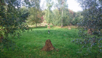80A1-w.jpg