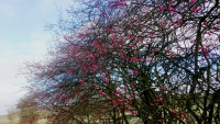 TWW-B1-Spindle-Tree-2017_w.jpg
