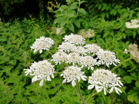 91B1 - w.jpg