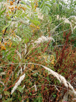 92A1 - w.jpg