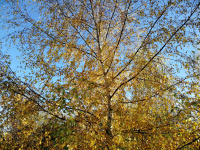 98B1 -w.jpg
