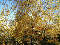 98B2 -w.jpg