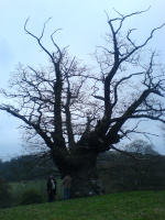 TN2 - Whiteleaved Oak