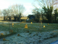 G.E. 7 - Grove - Planting the Silver Birch - 2 .JPG