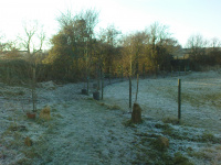 G.E. 7 - Grove - Planting the Silver Birch - 3 .JPG