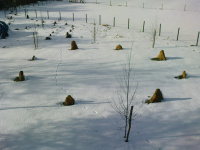 G.E. 8 - Grove - Imbolc - 1 - .JPG