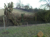 G.E. 10 - Grove - Pollarding the Willows - 2 - .JPG