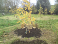 G.E. 27 - Grove - Building the Ancestors Altar - 4 - .JPG