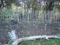 G.E. 34 - Grove - Planting starts in the Sun garden - 3 - .JPG