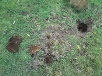 G.E. 35 - Grove - Badger finds the Wasps Nest - 3 .JPG