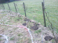 G.E. 46 - Grove - Original Hawthorn Hedge Planting - .jpg