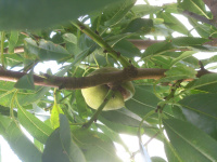 M.G. 12 – Grove – Almond Nut