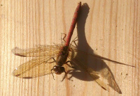 M.G. 13 – Grove – Samhain Dragonfly