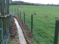 G.E. 112 - Grove - Planting Willow and Goat Willow! - 2 - .jpg