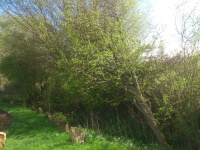 G.E. 120 - Grove - Hawthorn Tree blown over - 2 - .jpg