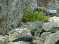 p1010594w_original.jpg