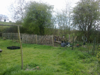 G.E. 68 - Grove - Growing on the Hawthorn Hedge 1 - .jpg