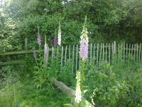 G.E. 76 - Grove - Summer Solstice! Year 4 - 12 - .jpg