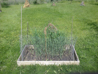 G.E. 77 - Grove - Summer Solstice! (Wheat bed) 1 .jpg