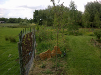 G.E. 94 - Grove - Summer Solstice! Bark Chipping Hedge! - 1 - .jpg