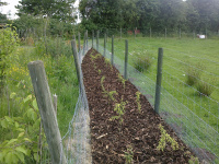 G.E. 94 - Grove - Summer Solstice! Bark Chipping Hedge! - 3 - .jpg