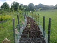 G.E. 94 - Grove - Summer Solstice! Bark Chipping Hedge! - 5 - .jpg