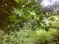 M.G. 1 - Grove - The Gateway! - 1