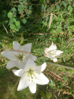 M.G. 9 - Grove - Blooming Lilly!