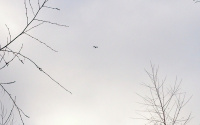 M.G. 14 - Grove - kestrel in the South!.JPG