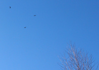 M.G. 15 - Grove - The Buzzards Circling!.JPG