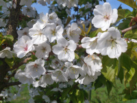 M.G. 16 - Grove - Cherry Bloosom!_w