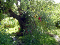 P1010426.jpg