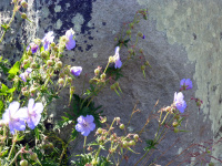 P1010443.jpg