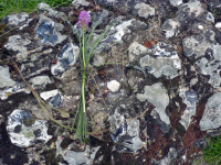 P1010445.jpg