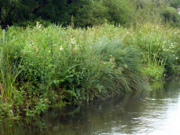 P1010453.jpg